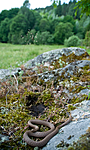 BB 11 0215 / Coronella austriaca / Slettsnok